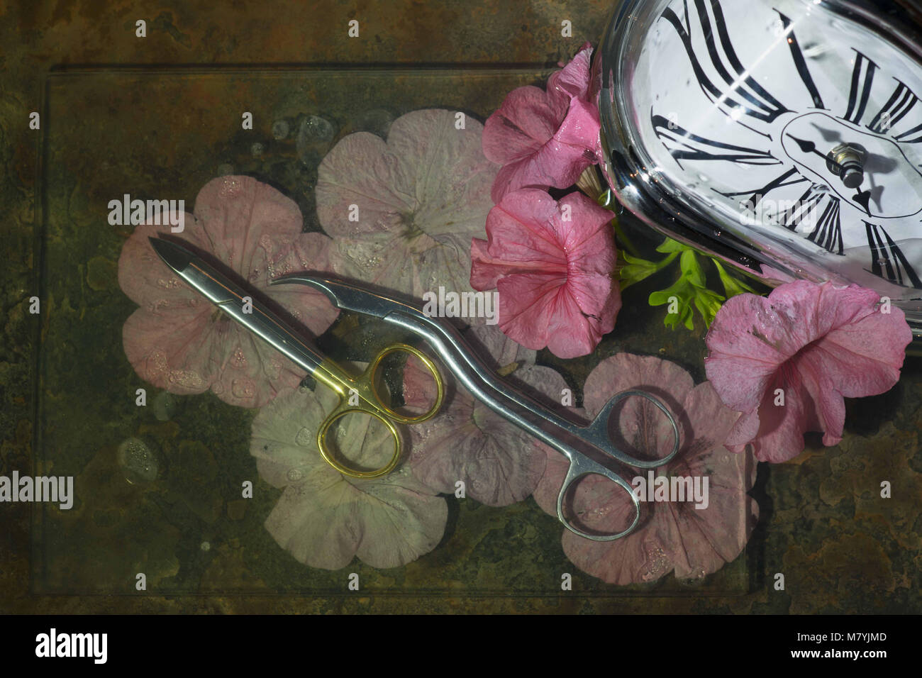 Originale forbici curve su petali di fiori di fiori, orologio a destra ricurva con quadrante bianco, insolito ancora in vita per la progettazione di interni. Foto Stock Originale forbici curve su petali di fiori di fiori, orologio a destra ricurva con quadrante bianco, insolito ancora in vita per la progettazione di interni. Foto Stock
