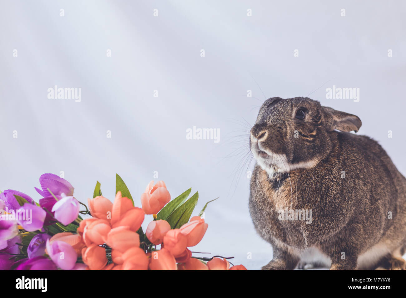 Grigio e bianco piccolo animale coniglietto di pasqua coniglio contro uno sfondo morbido e tulip fiori in impostazione vintage, camera per il testo Foto Stock