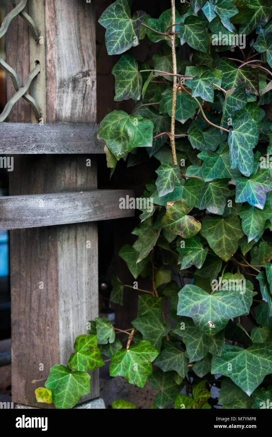 Una foglia di vite a scalare una parete in legno. Foto Stock