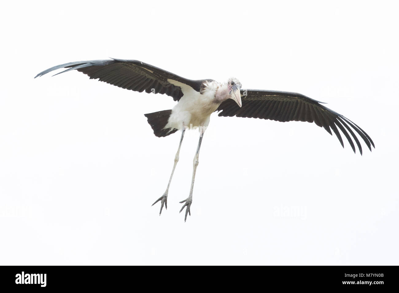 Marabou Stork volare nel cielo Foto Stock