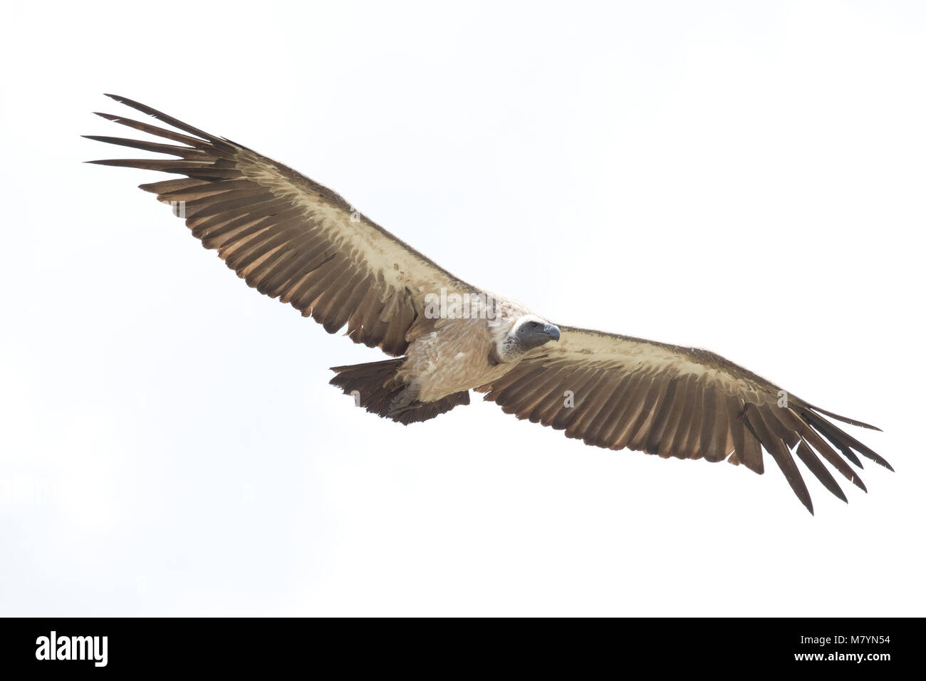 Vulture volare nel cielo. Foto Stock