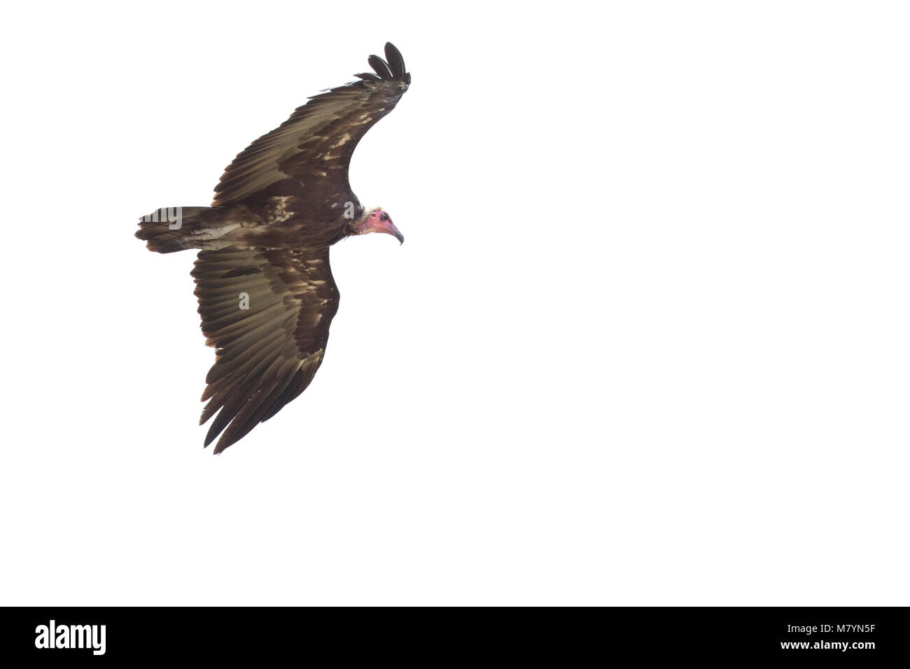 Vulture volare nel cielo. Foto Stock