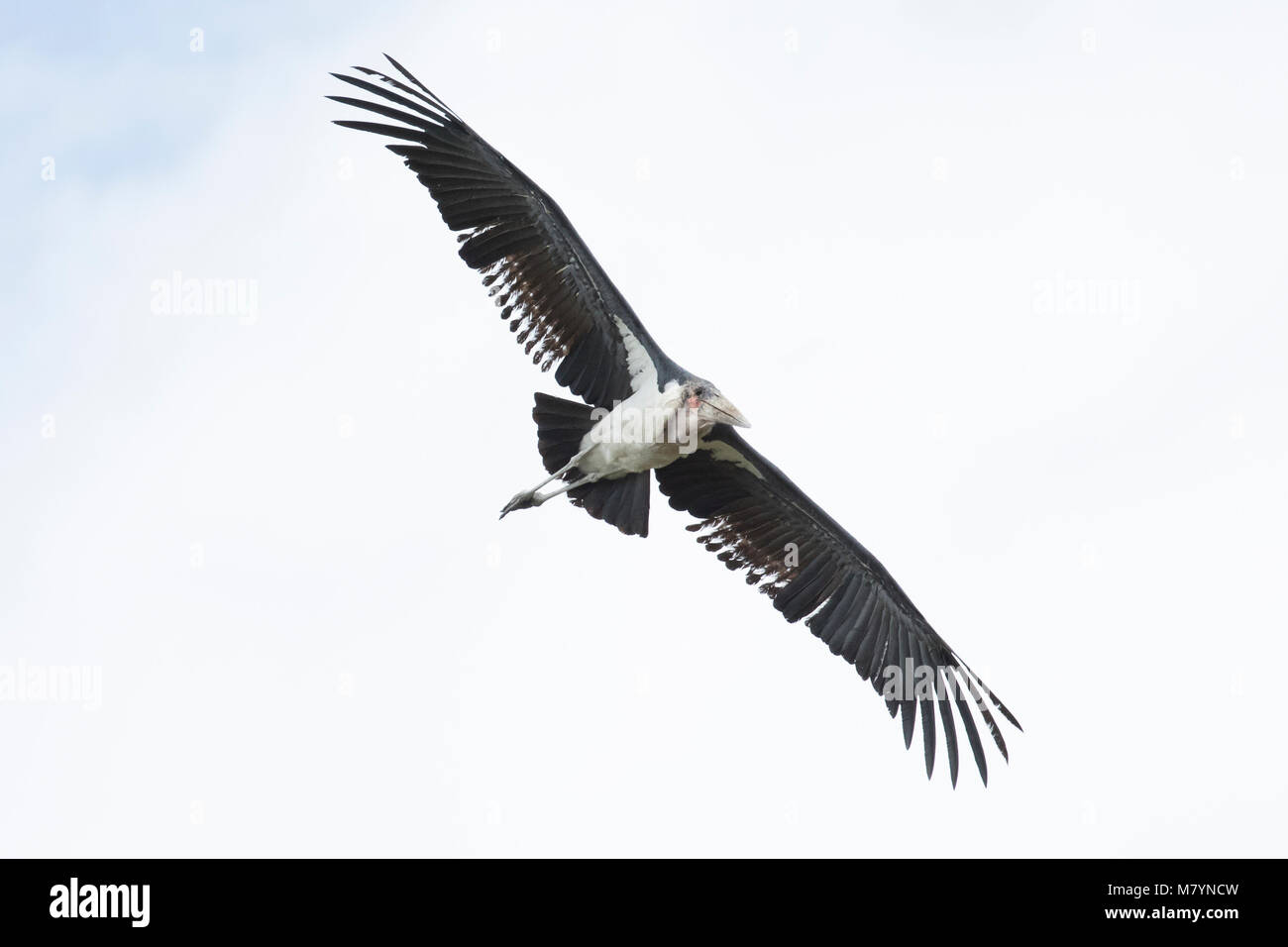 Marabou Stork volare nel cielo Foto Stock