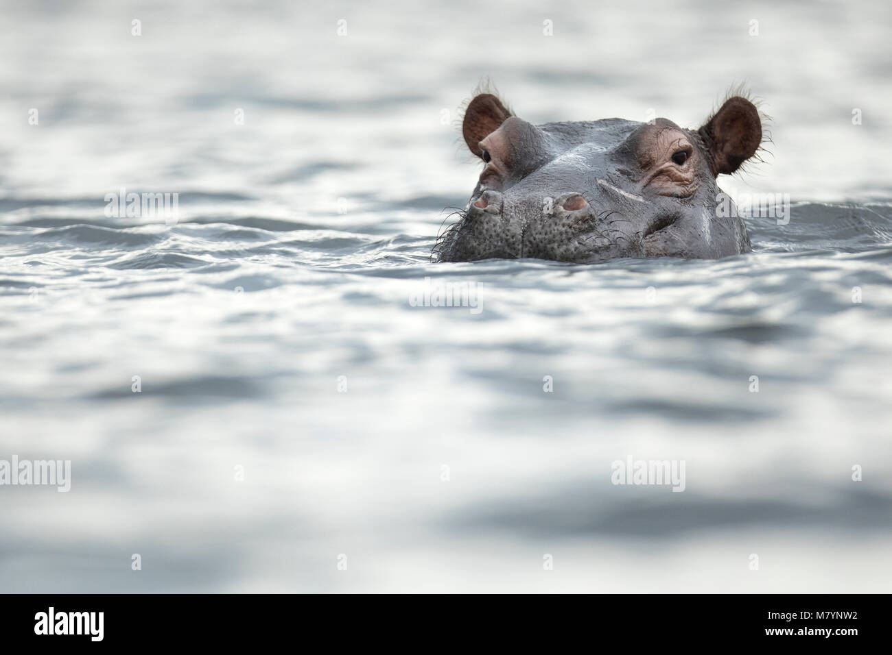 Hippo in Chobe National Park, Botswana Foto Stock