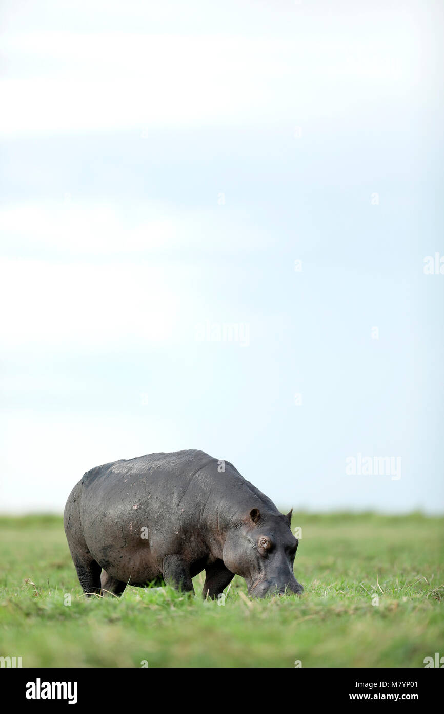 Hippo in Chobe National Park, Botswana Foto Stock