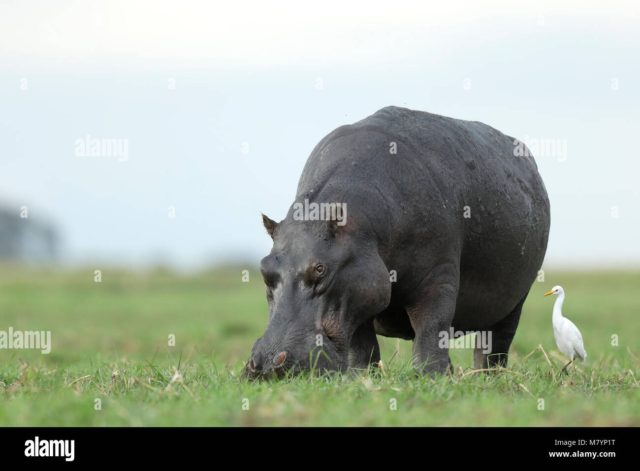 Hippo in Chobe National Park, Botswana Foto Stock