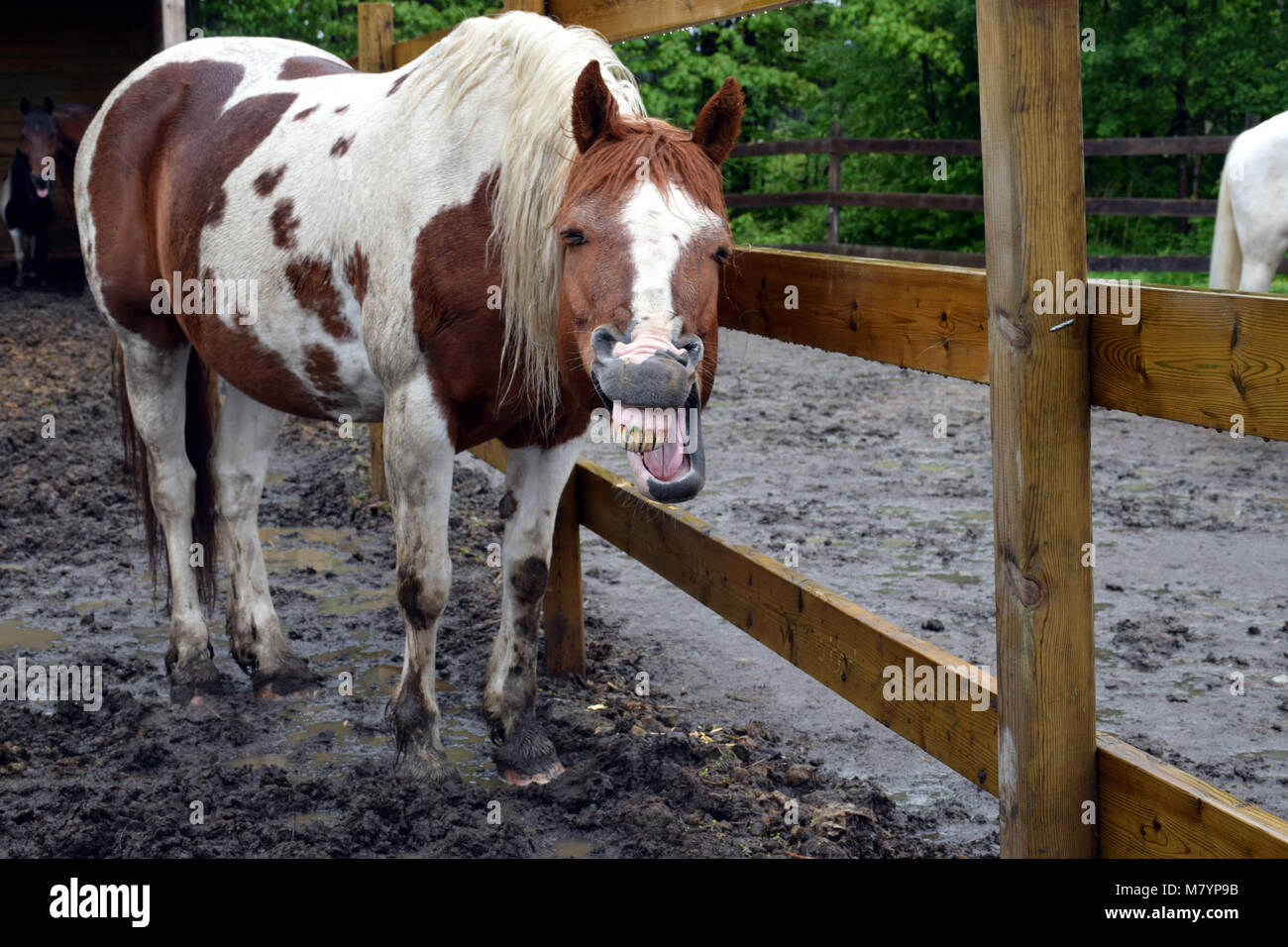 Un ridere cavallo Foto Stock