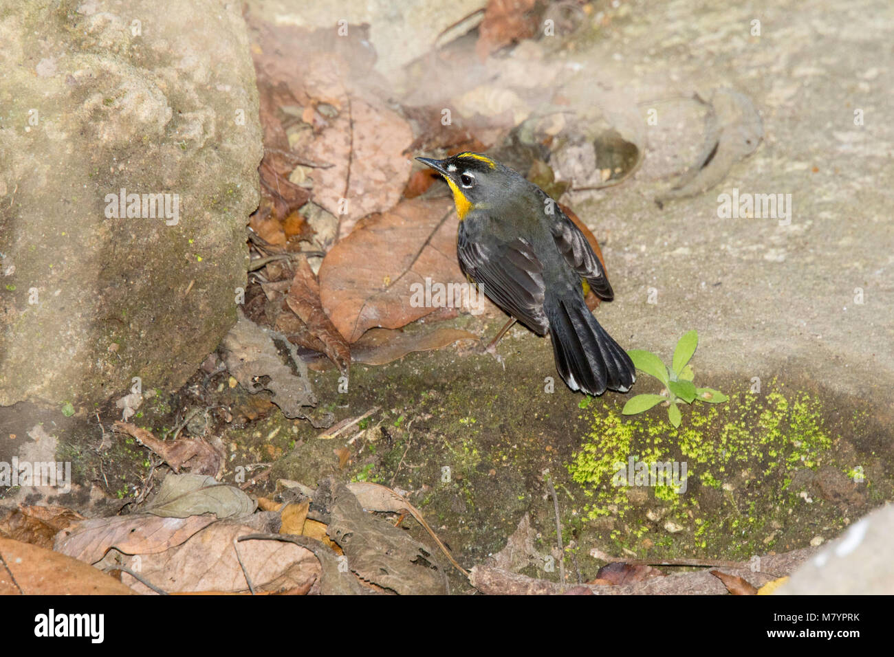 Fan-tailed Trillo Griseiceps lachrymosus Cerro de San Juan, Tepic, Nayarit, Messico 1 marzo 2018 Parulidae adulti Foto Stock