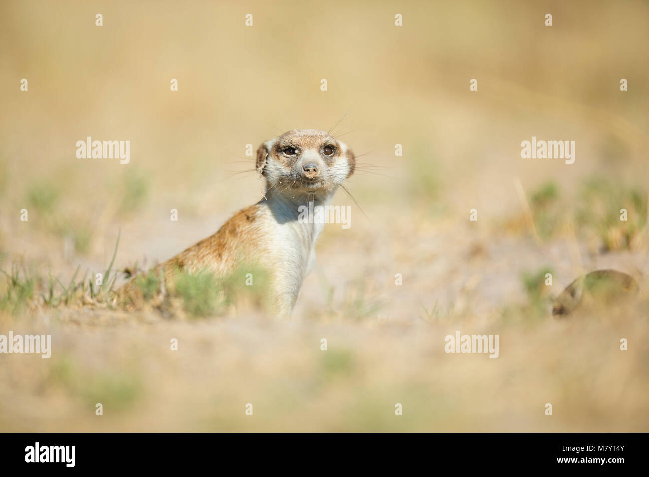 Ritratto di un Meerkat Foto Stock