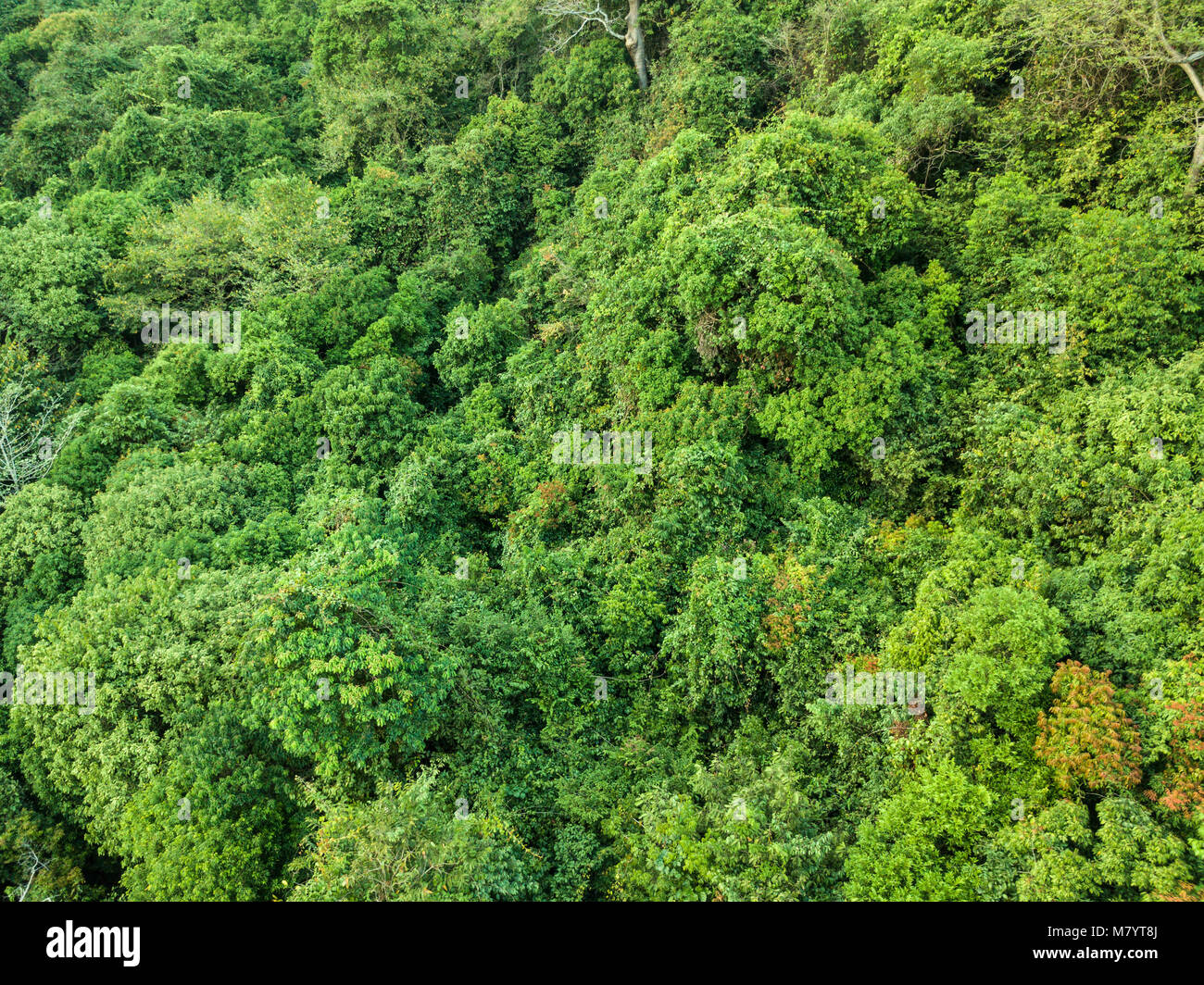 Estate sole caldo della foresta di luce vista aerea Foto Stock