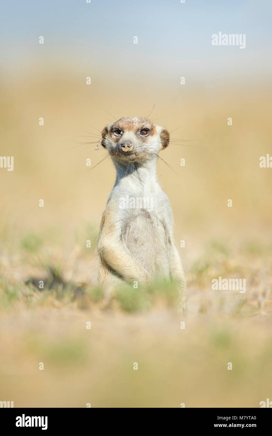 Ritratto di un Meerkat Foto Stock