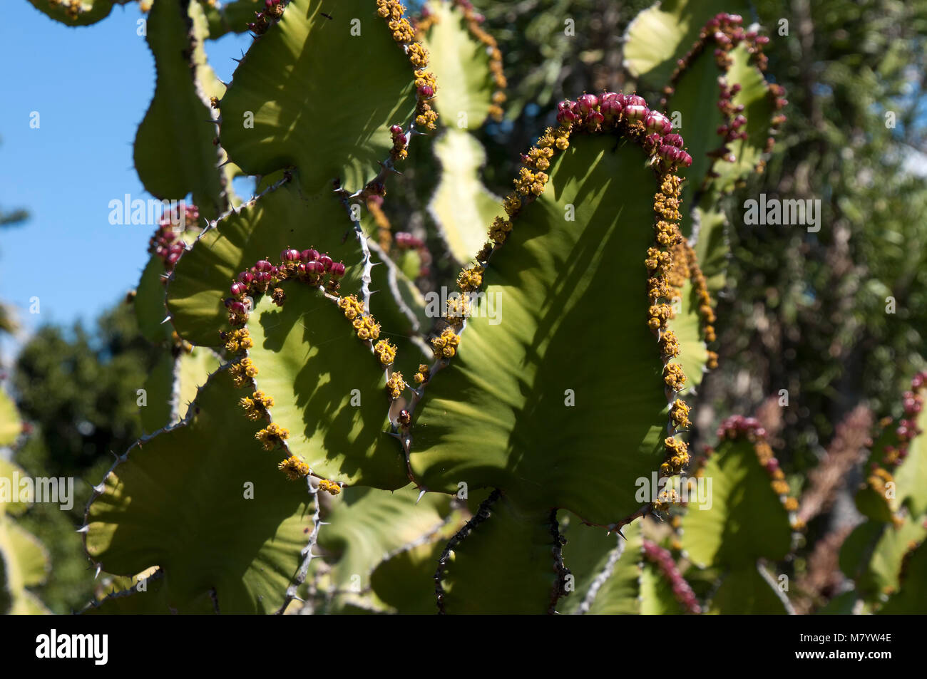 Sydney Australia, parte superiore del Transvaal candelabri albero con fiori gialli e frutta Foto Stock