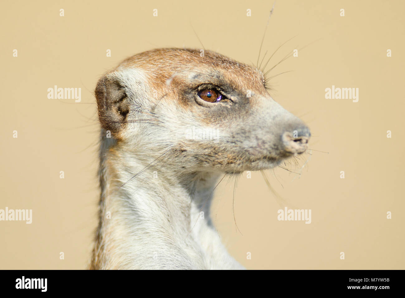 Ritratto di un Meerkat Foto Stock