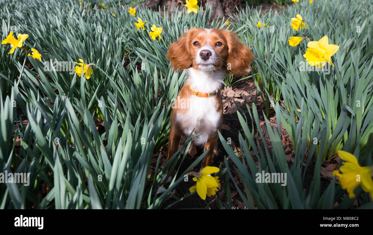 Greenwich, Regno Unito. Il 14 marzo 2018. Undici mesi Cockapoo Pip si siede nella narcisi in Greenwich Park. È stata una giornata di sole in Greenwich con cielo blu e temperature calde. Rob Powell/Alamy Live News Foto Stock