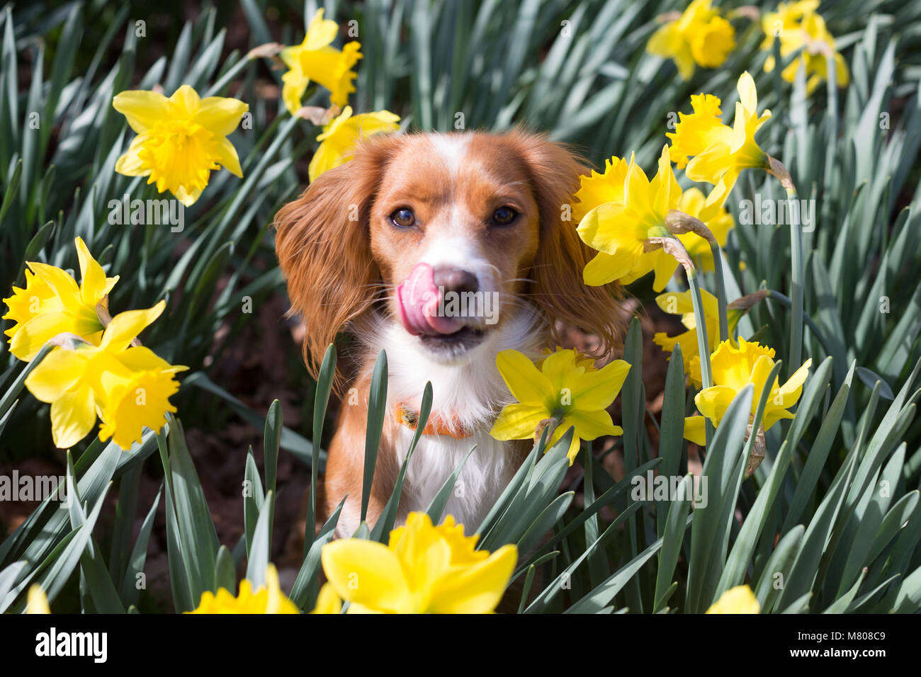 Greenwich, Regno Unito. Il 14 marzo 2018. Undici mesi Cockapoo Pip si siede nella narcisi in Greenwich Park. È stata una giornata di sole in Greenwich con cielo blu e temperature calde. Rob Powell/Alamy Live News Foto Stock