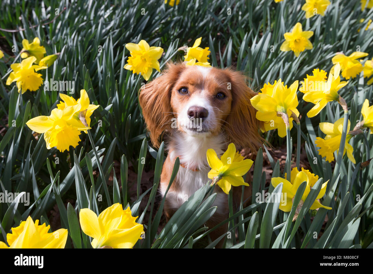 Greenwich, Regno Unito. Il 14 marzo 2018. Undici mesi Cockapoo Pip si siede nella narcisi in Greenwich Park. È stata una giornata di sole in Greenwich con cielo blu e temperature calde. Rob Powell/Alamy Live News Foto Stock