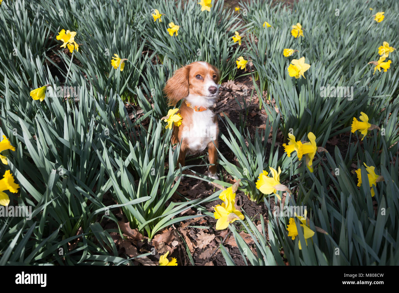 Greenwich, Regno Unito. Il 14 marzo 2018. Undici mesi Cockapoo Pip si siede nella narcisi in Greenwich Park. È stata una giornata di sole in Greenwich con cielo blu e temperature calde. Rob Powell/Alamy Live News Foto Stock