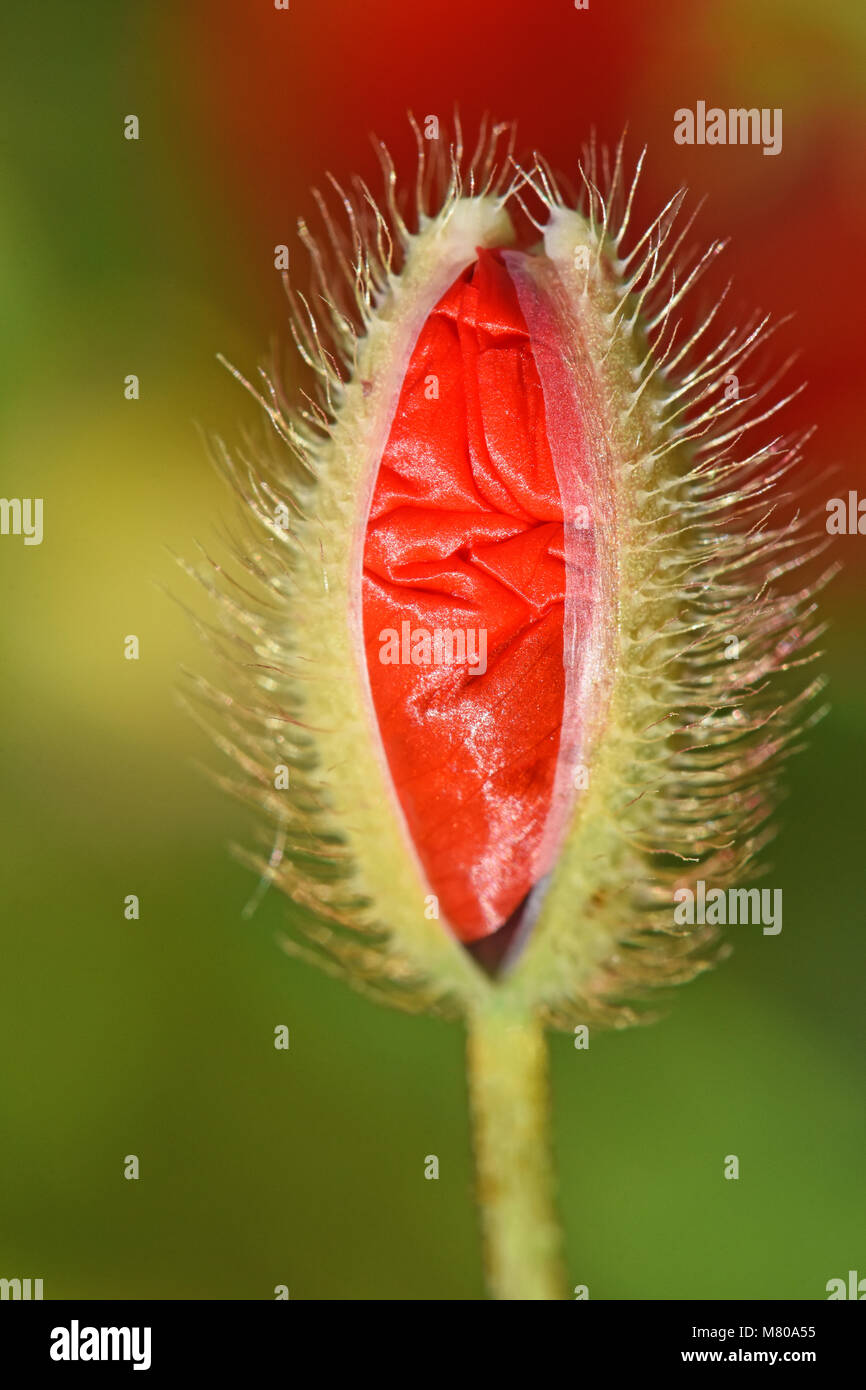 Fiore di papavero bud Foto Stock