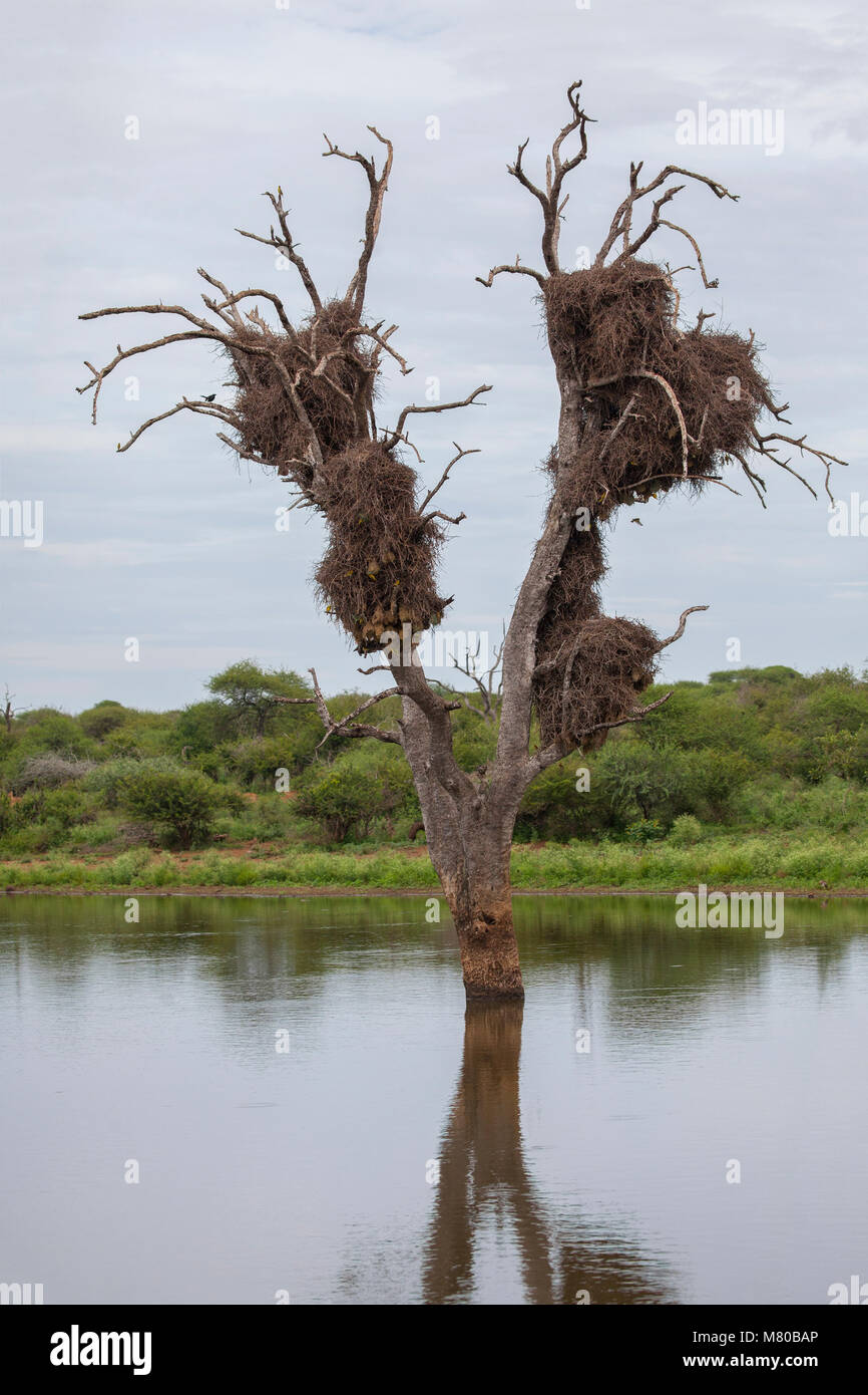 Grande nido fatto da Red-fatturati Buffalo tessitori, con nidi fatta dal minore tessitori mascherato annesse, nella parte inferiore Sabie area del Kruger NP, Sud Africa Foto Stock