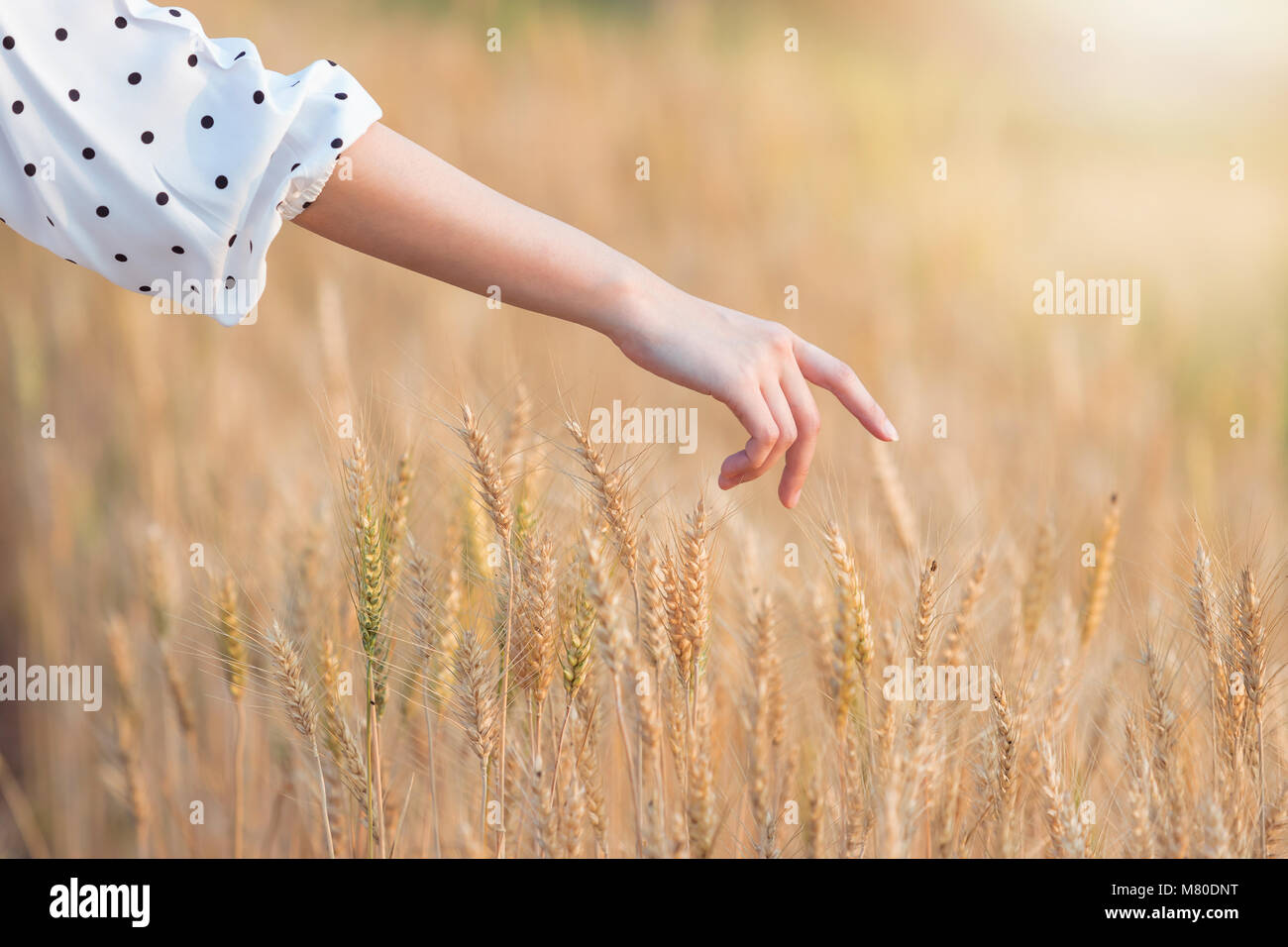 Donna di toccare la mano di orzo in estate al tramonto Foto Stock