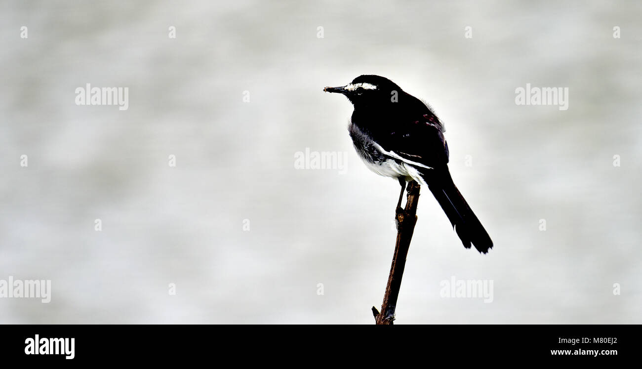 Questo uccello bianco e nero foto viene scattata da thekkady lago , Foto Stock