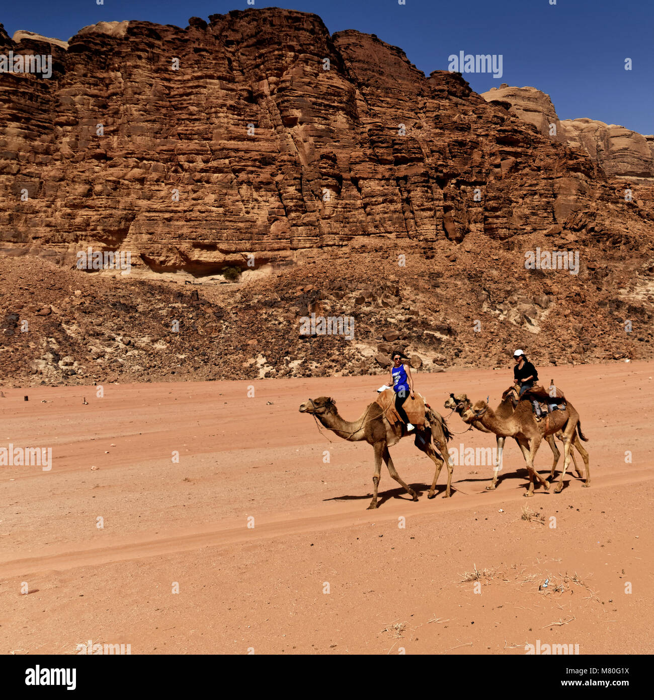 Wadi Rum, Giordania, marzo 8.2018: ad esplorare la riserva di Wadi Rum sul dorso di cammelli nel deserto Foto Stock