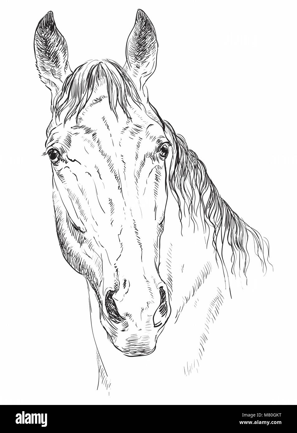 Trakehner ritratto. Testa di cavallo cercando nella fotocamera in monocromatico colore isolato su sfondo bianco. Vettore di disegno a mano illustrazione Illustrazione Vettoriale