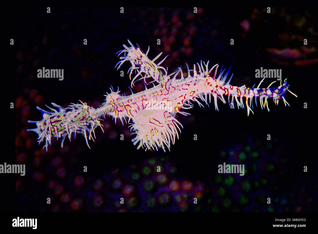 Ornati pipefish fantasma (Solenostomus paradoxus: questo uno 12 cms.) si trovano nel Pacifico occidentale e indiano, compreso il Mar Rosso e il Golfo Persico. Le loro piccole dimensioni e altamente efficace camuffamento, attraverso il corpo di forma e di colorazione, li rende molto difficili da vedere. Essi sono solitamente di colore giallo o rosso o nero con macchie di tonalità differenti, e si fondono con le loro featherstar o ambienti di corallo. Questo è insolitamente pallido; esso aveva vissuto in modo molto chiaro e featherstar si erano avventurati a breve distanza da esso. Essi preda su minuscoli gamberetti e mysids. Fotografato in acque indonesiane. Foto Stock