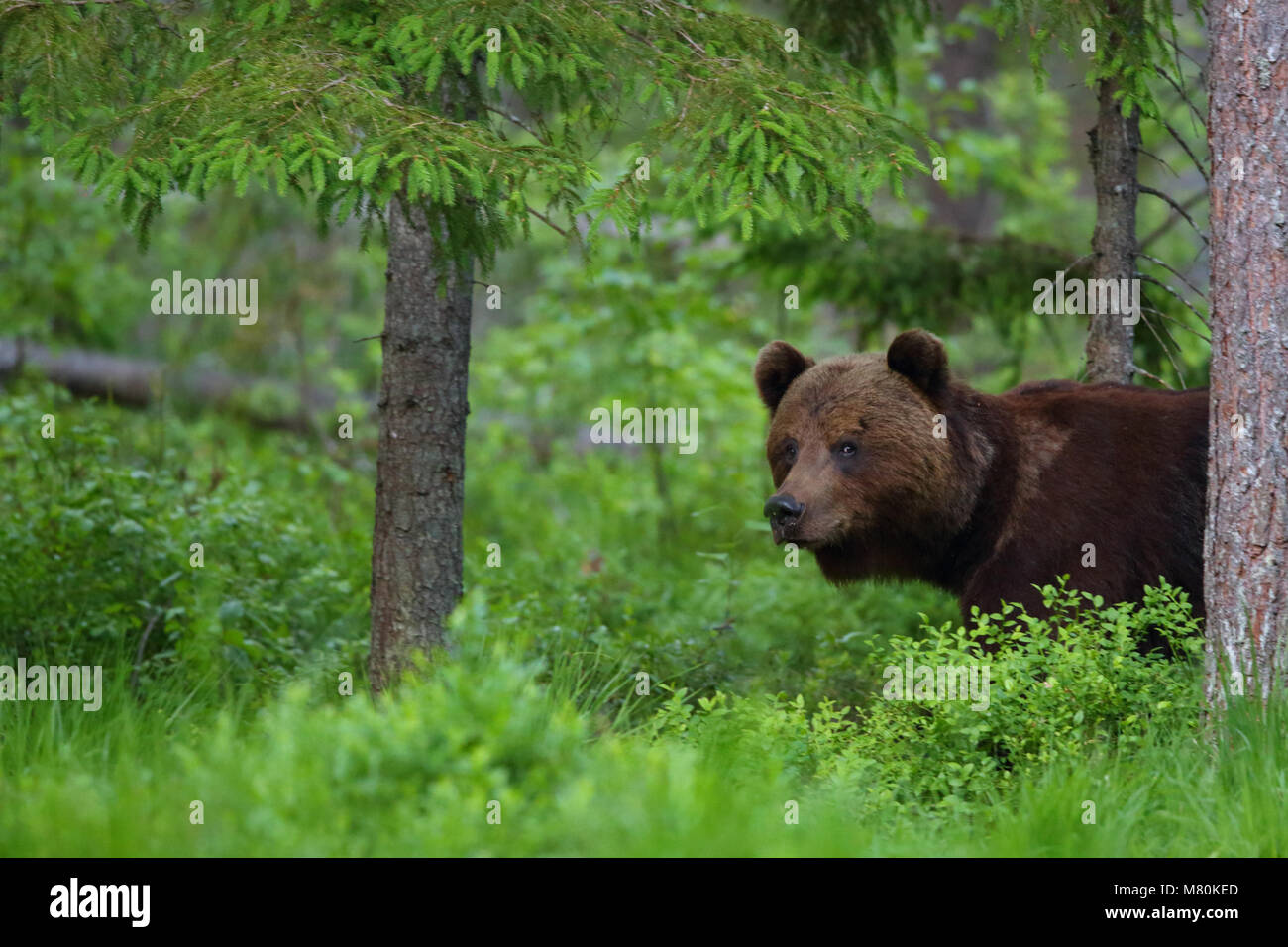 Wild l'orso bruno (Ursus arctos) nella foresta boreale, Estonia, Europa Foto Stock