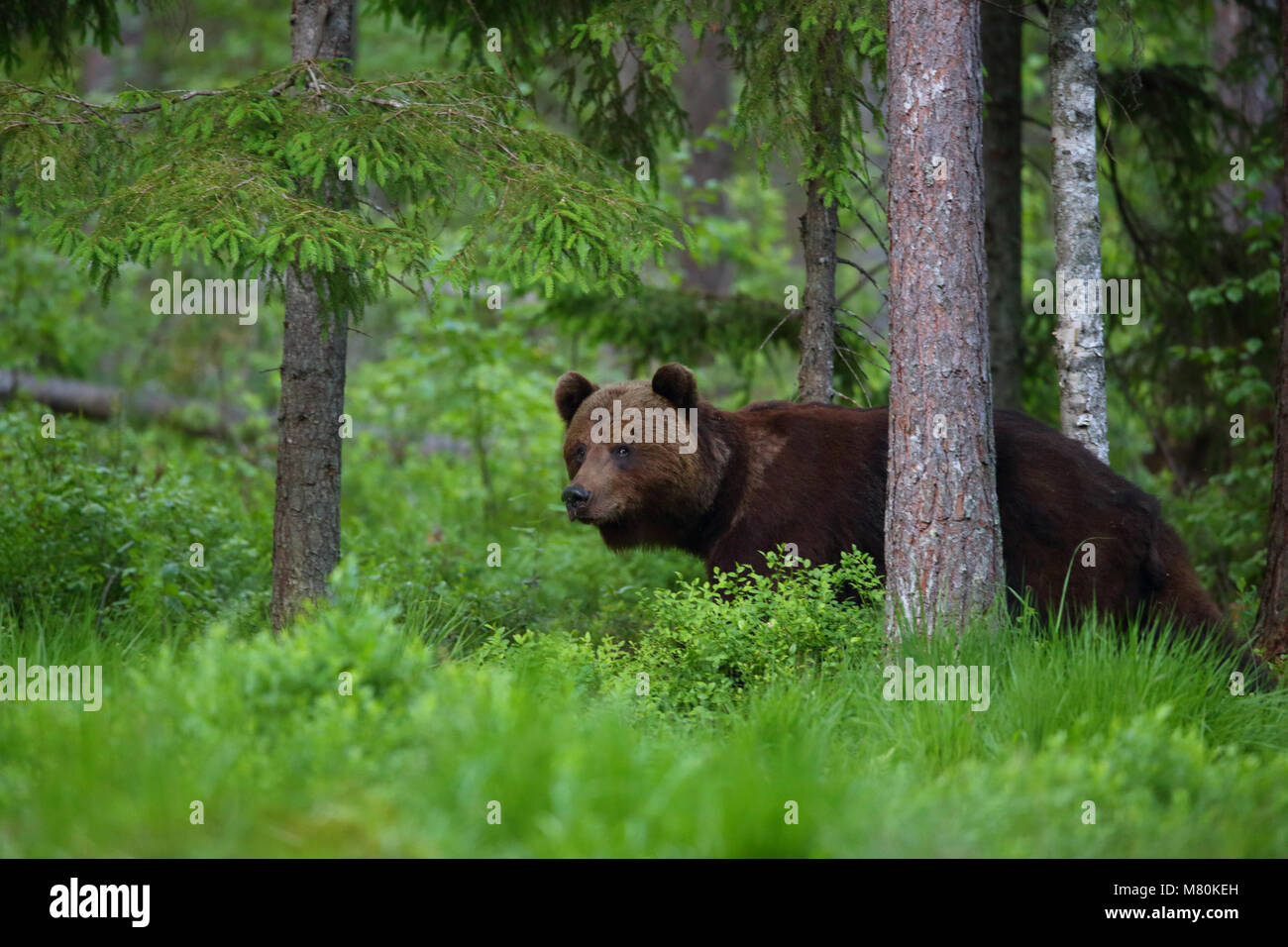 Wild l'orso bruno (Ursus arctos) nella foresta boreale, Estonia, Europa Foto Stock