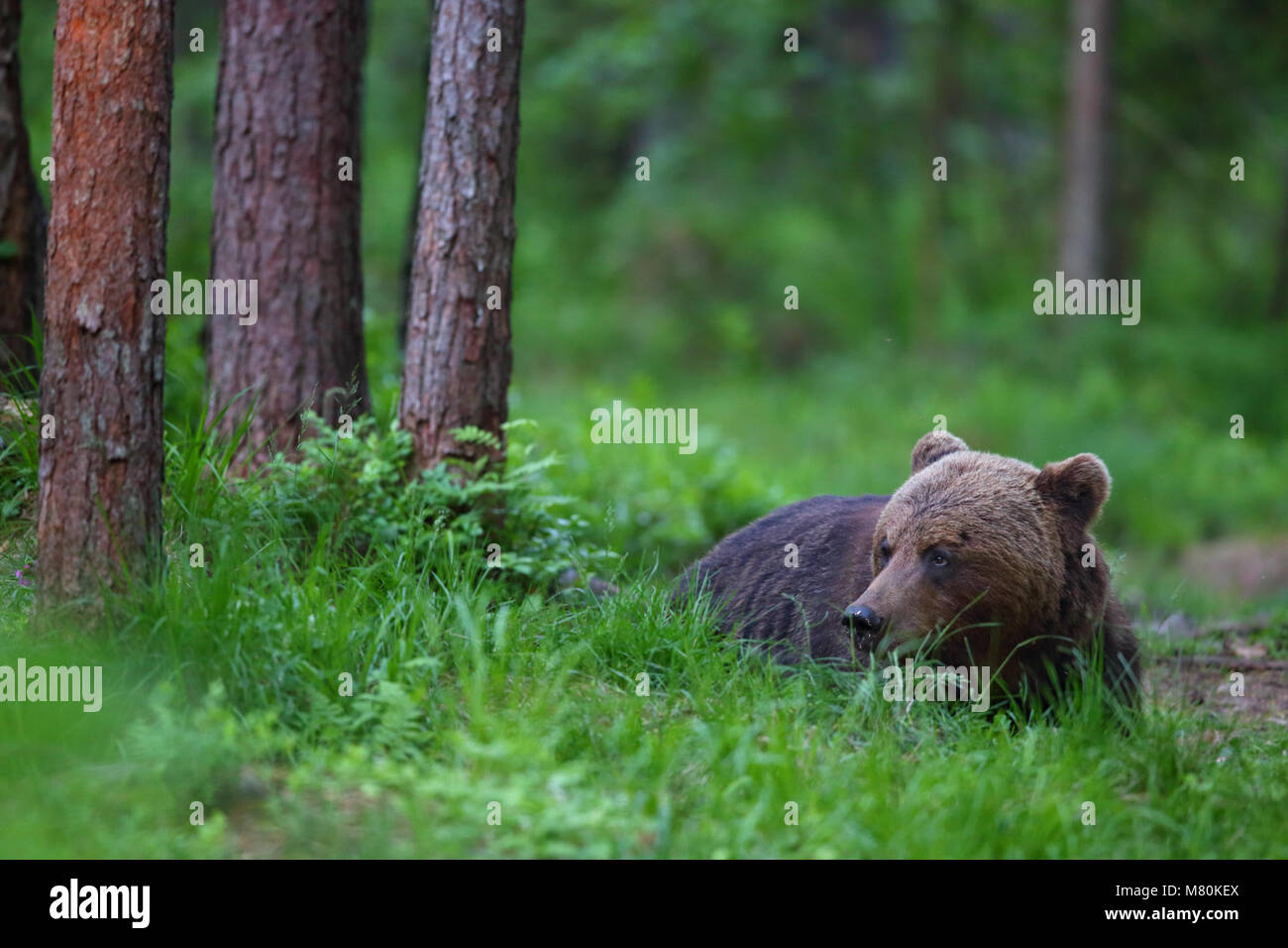 Wild l'orso bruno (Ursus arctos) nella foresta boreale, Estonia, Europa Foto Stock