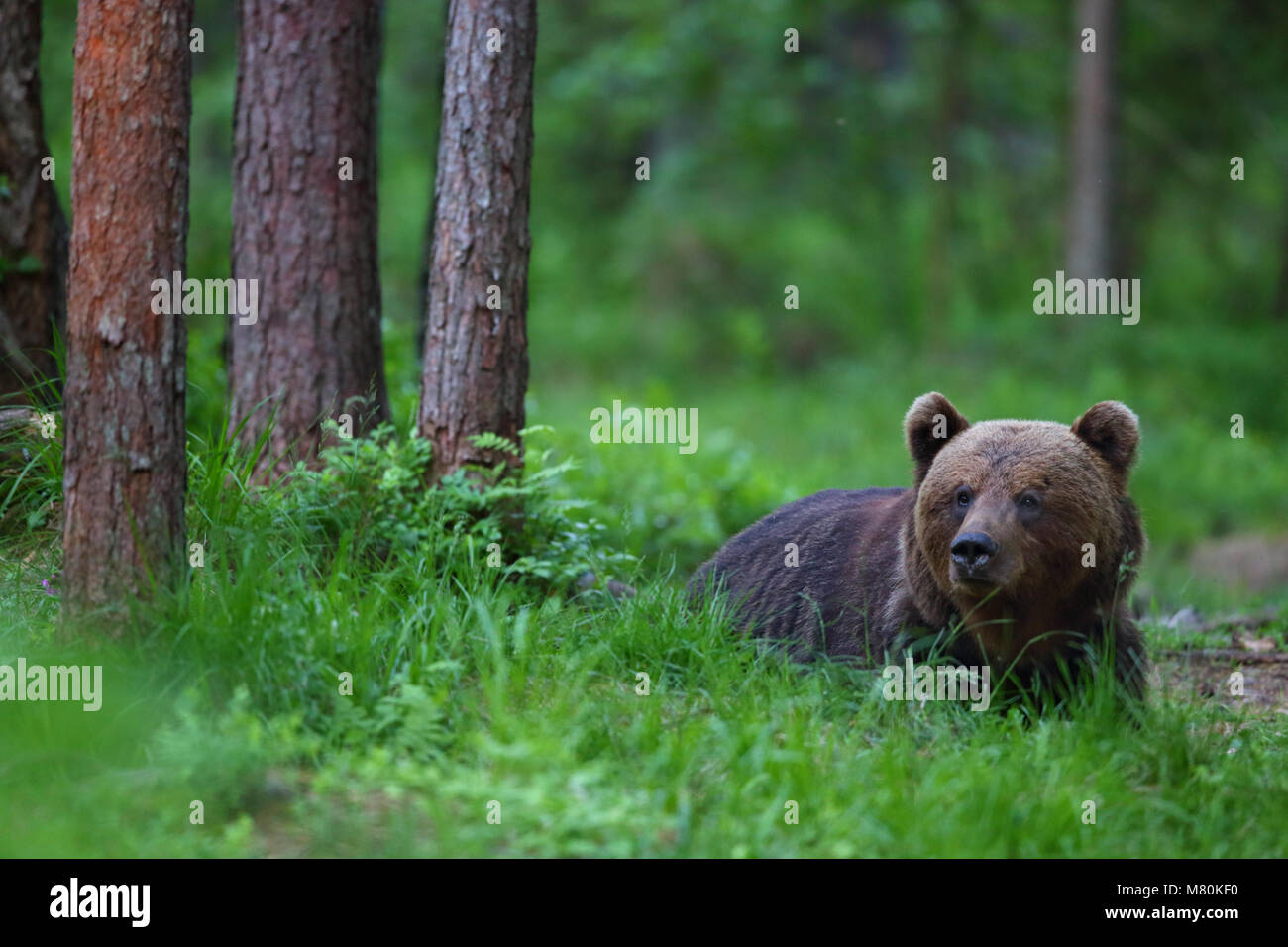 Wild l'orso bruno (Ursus arctos) nella foresta boreale, Estonia, Europa Foto Stock