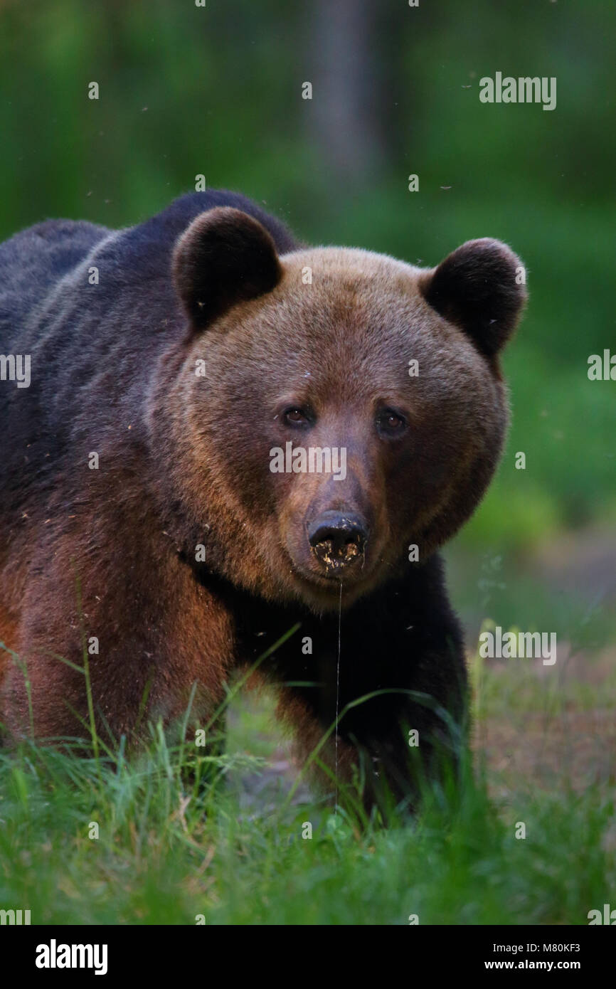 Wild l'orso bruno (Ursus arctos) nella foresta boreale, Estonia, Europa Foto Stock