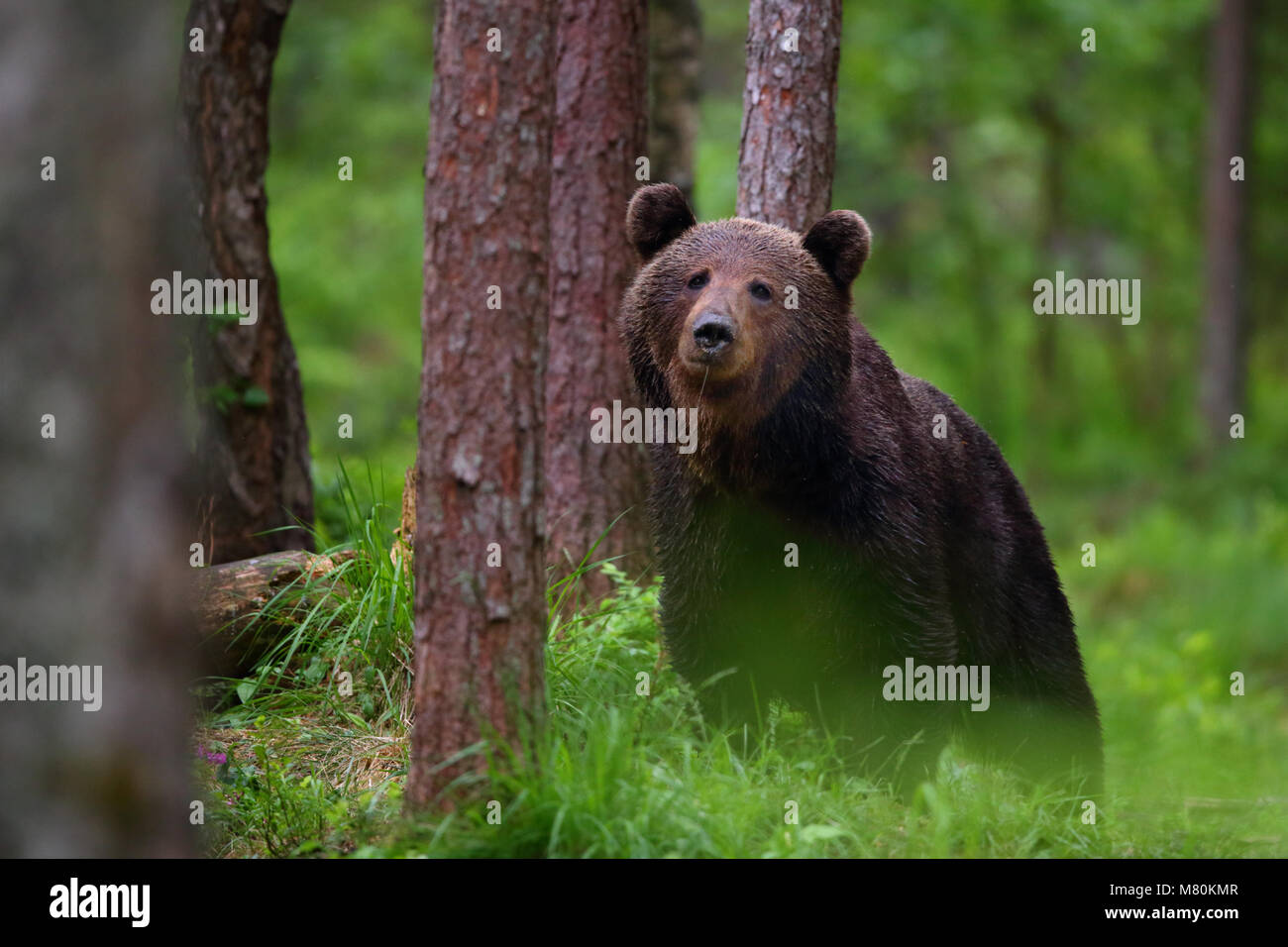 Wild l'orso bruno (Ursus arctos) nella foresta boreale, Estonia, Europa Foto Stock