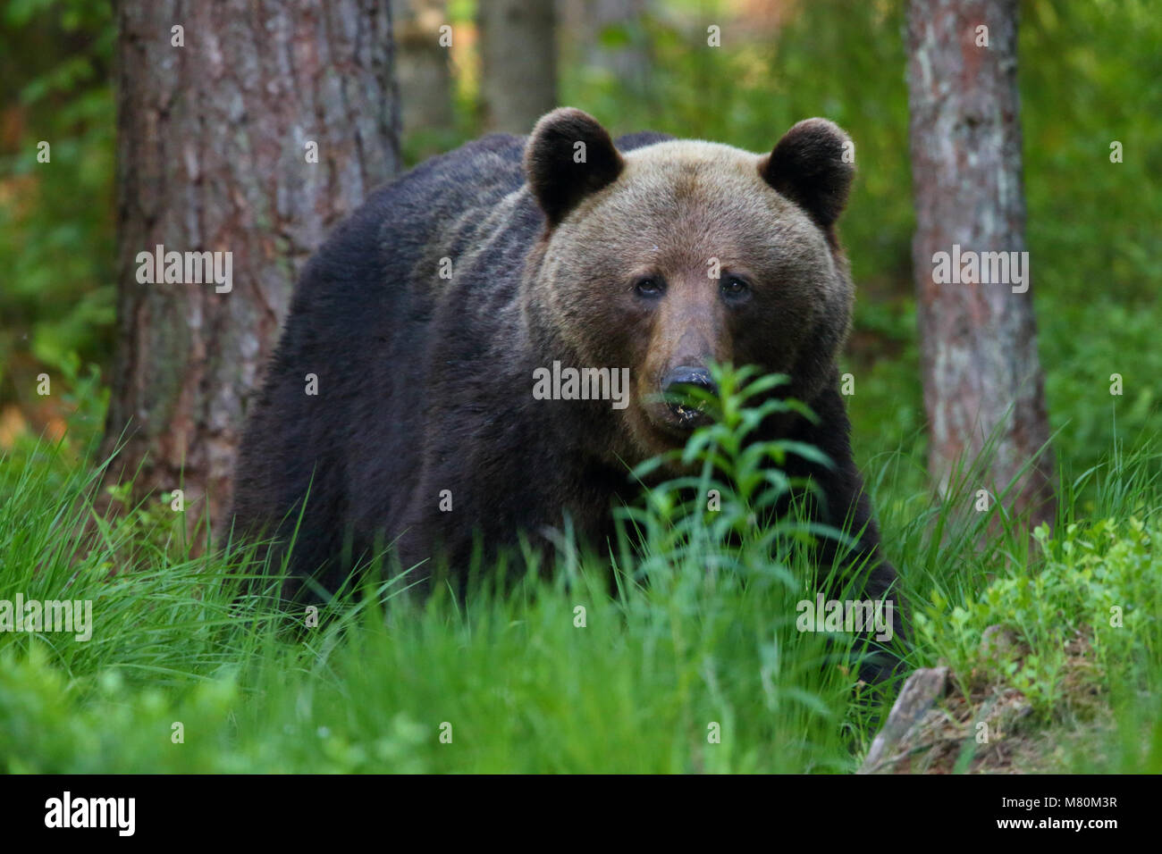 Wild l'orso bruno (Ursus arctos) nella foresta boreale, Estonia, Europa Foto Stock