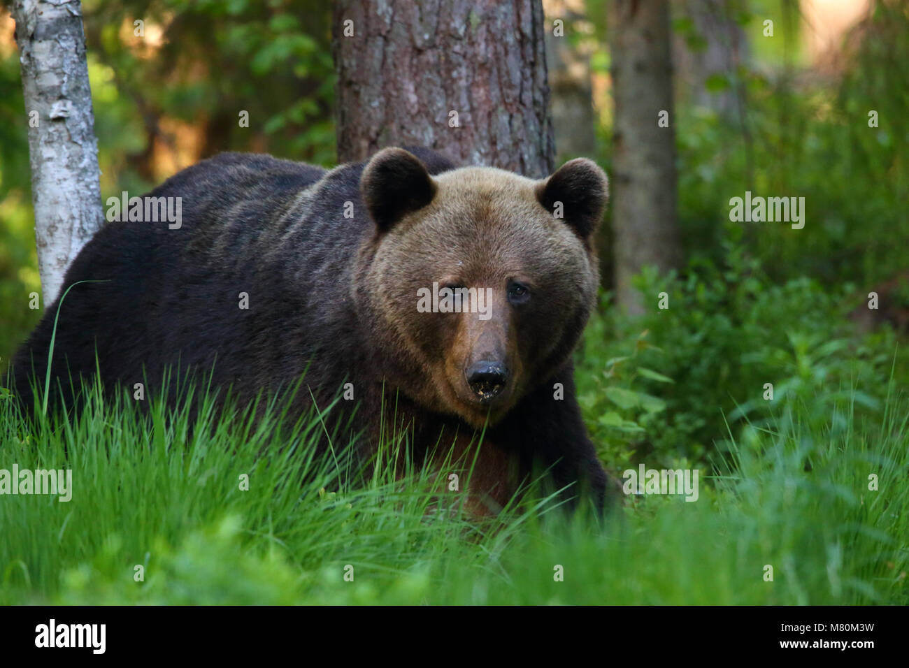 Wild l'orso bruno (Ursus arctos) nella foresta boreale, Estonia, Europa Foto Stock