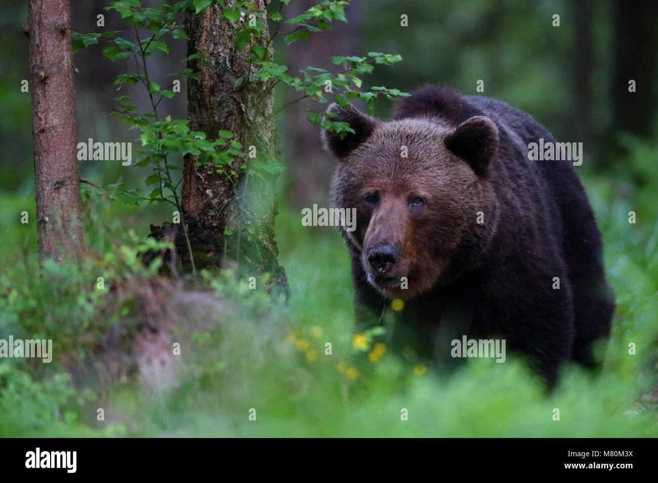 Wild l'orso bruno (Ursus arctos) nella foresta boreale, Estonia, Europa Foto Stock