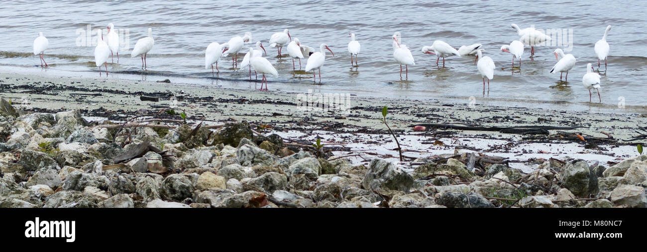 Florida Shore uccelli Foto Stock