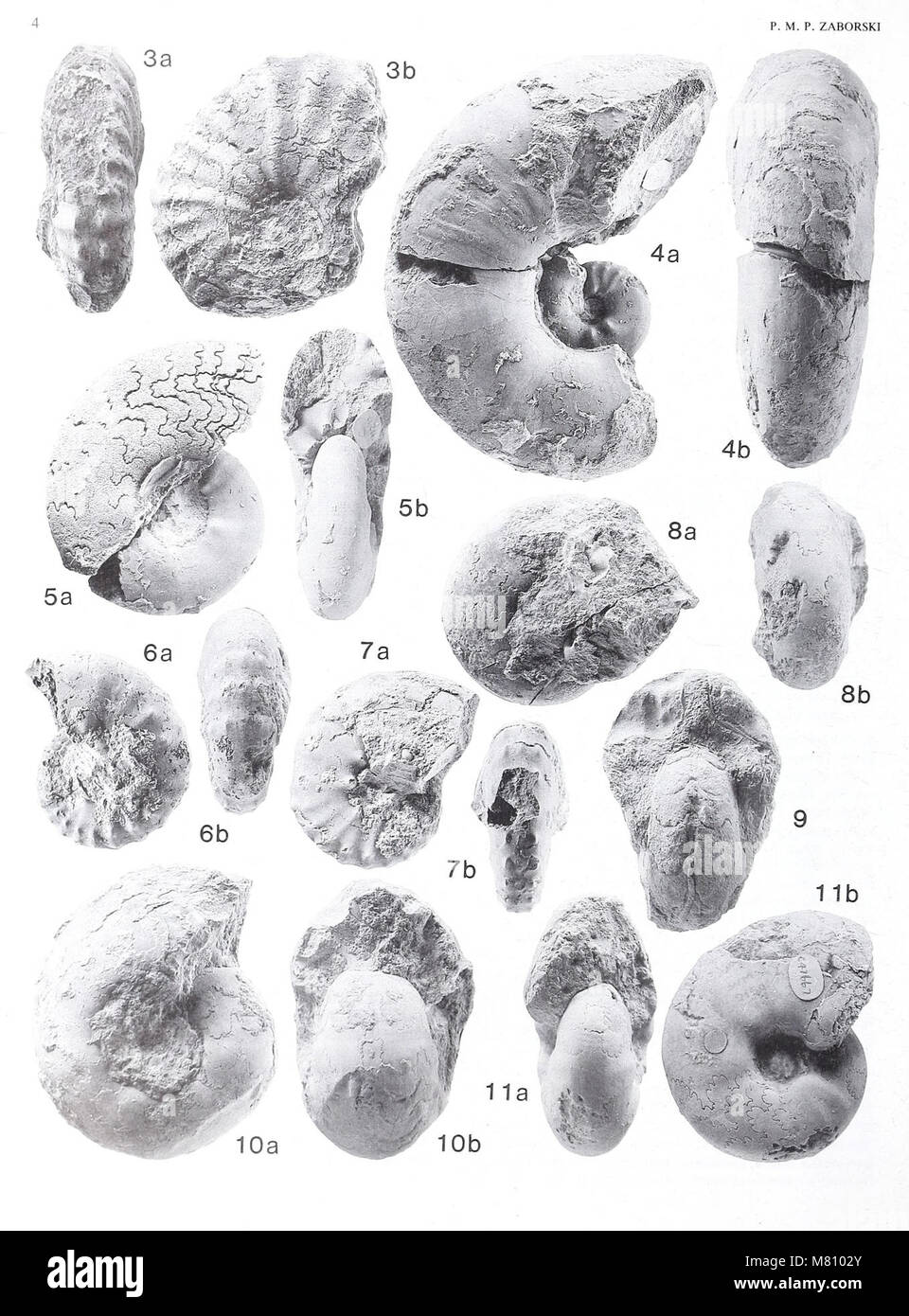 Il Bulletin of the British Museum (Natural History) Geology Issue del 1990 copre gli studi geologici, tra cui mineralogia, paleontologia e scienze della terra. Presenta nuove ricerche e scoperte nel campo della geologia, con particolare attenzione alle risorse minerali e alle testimonianze fossili. Foto Stock