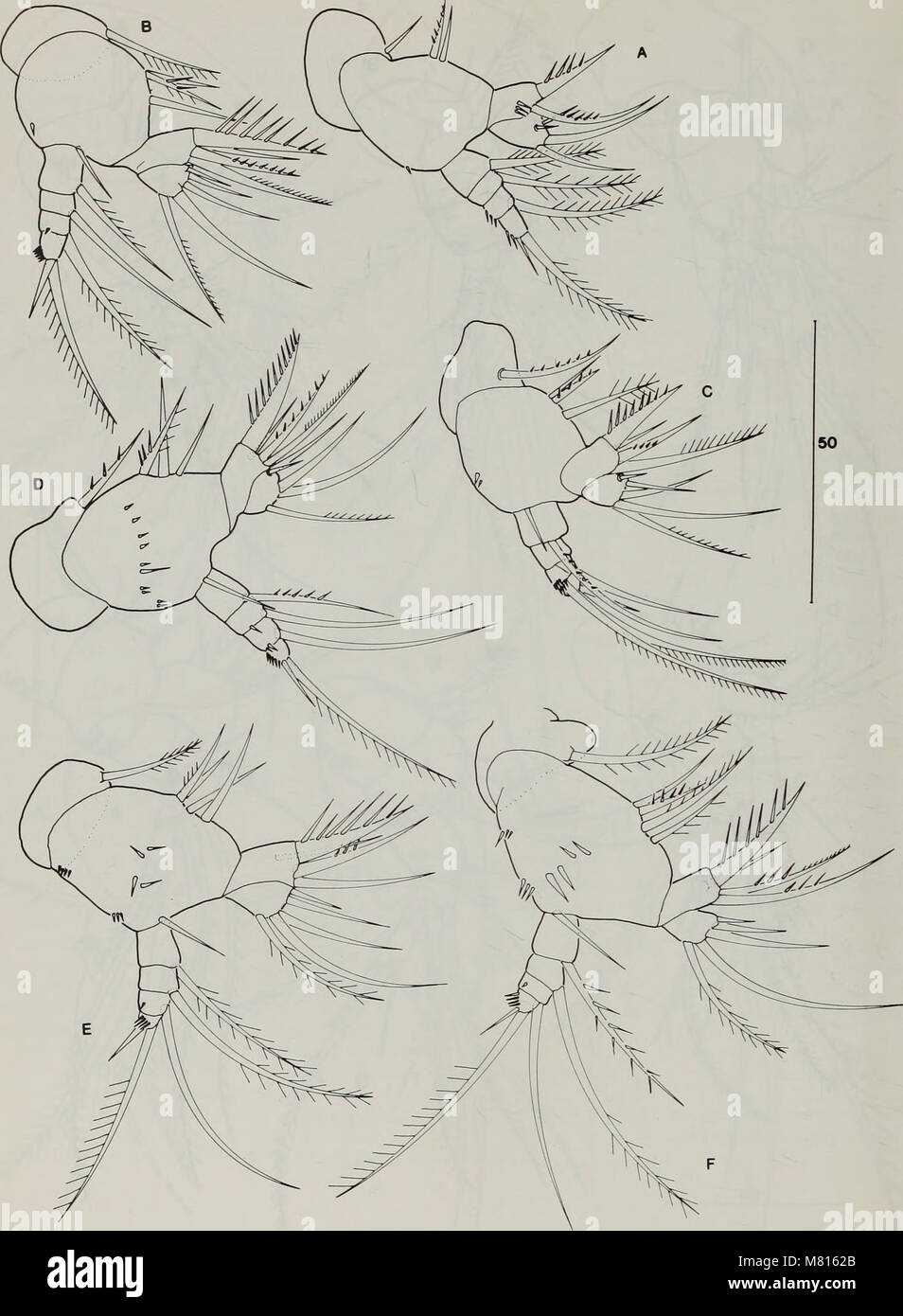 Il *Bulletin of the Natural History Museum Zoology* (1996) è una rivista scientifica che pubblica ricerche sulla zoologia, concentrandosi sul comportamento animale, la classificazione e la biodiversità. Comprende studi su varie specie ed ecosistemi, fornendo informazioni sul mondo naturale. Foto Stock