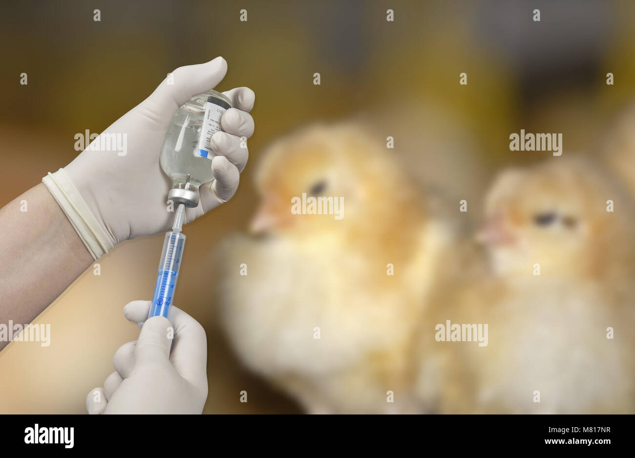 La vaccinazione dei broiler 2 Foto Stock