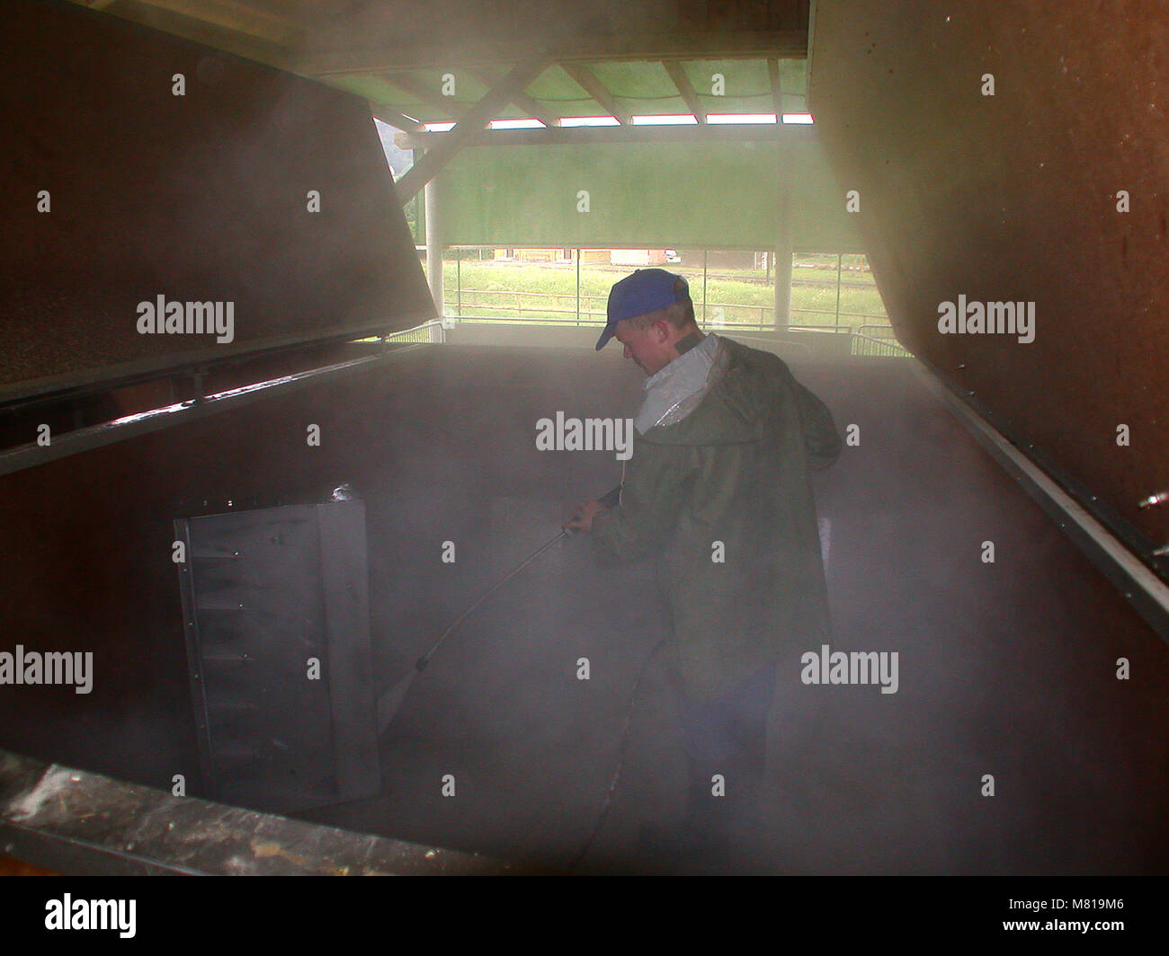 Suini da ingrasso 178 Foto Stock