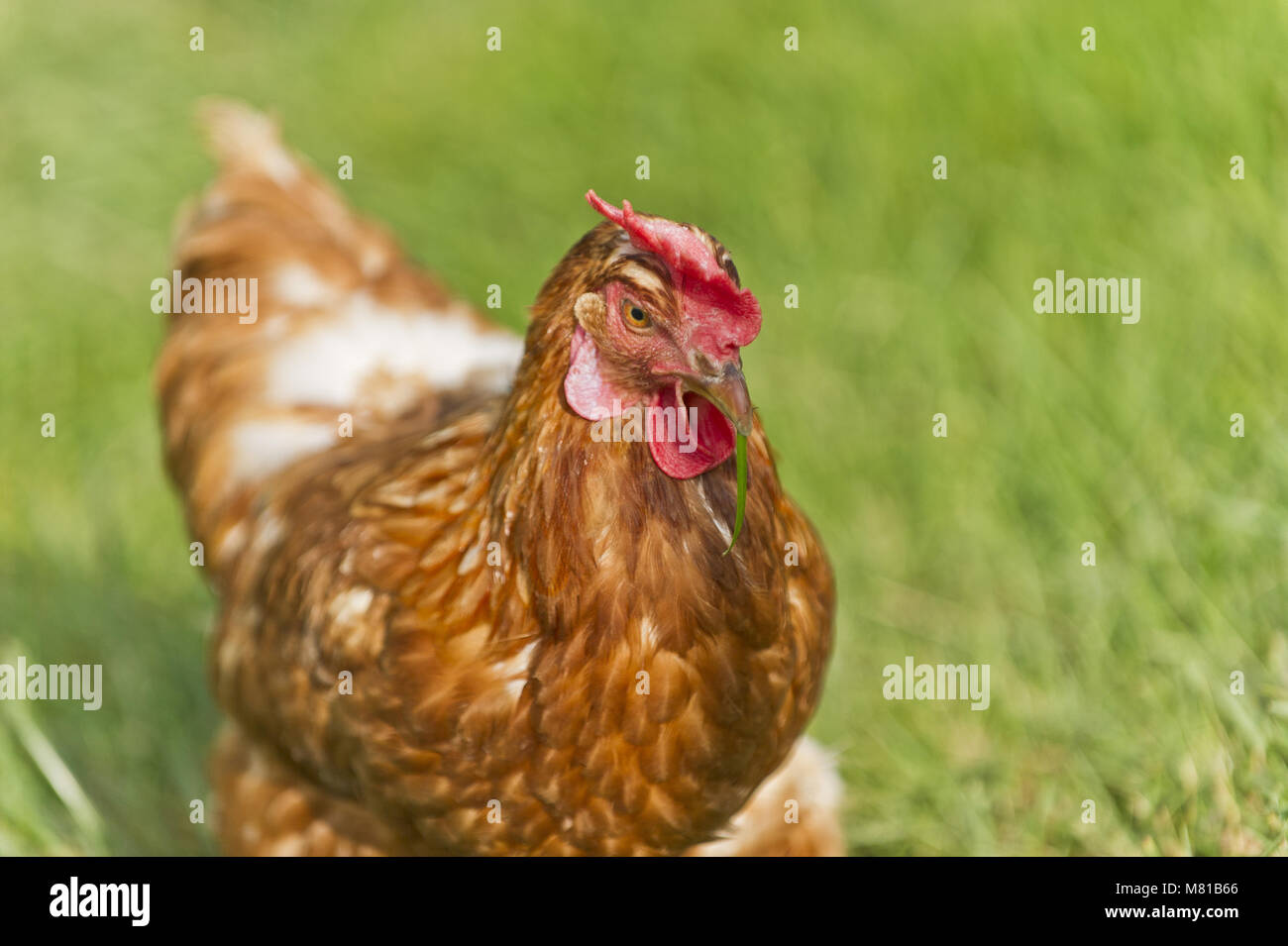 Le galline free range 58 Foto Stock