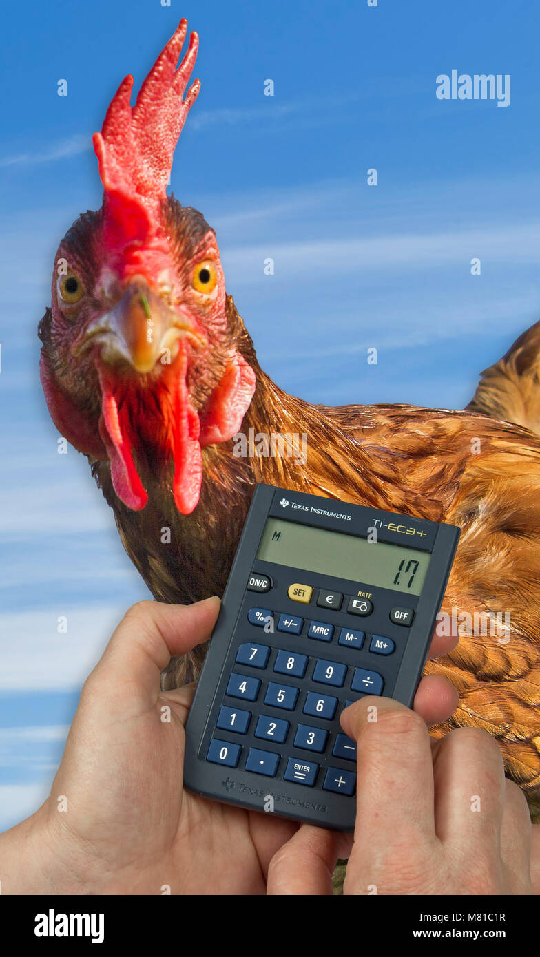 Gallina di posa dei costi Foto Stock