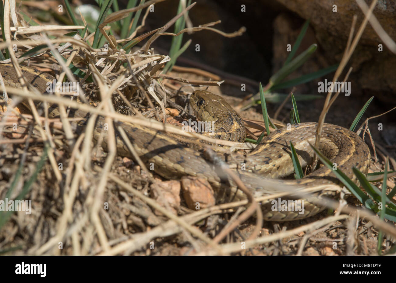 Un vagare Gartersnake (Thamnophis elegans vagrans) crogiolarsi al di fuori del suo inverno den in Jefferson county, Colorado, Stati Uniti d'America. Foto Stock