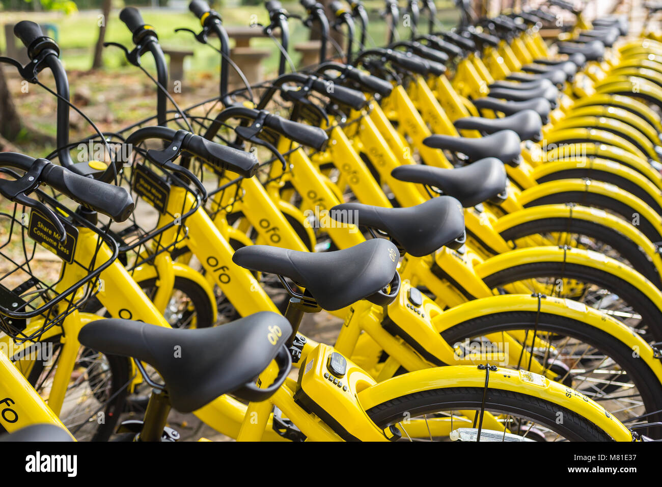 PHUKET, Tailandia - 13 gennaio 2018 : Il giallo biciclette parcheggio nel parco per la smart city project gestito dal governo e supporto da parte di Ofo bicy Foto Stock