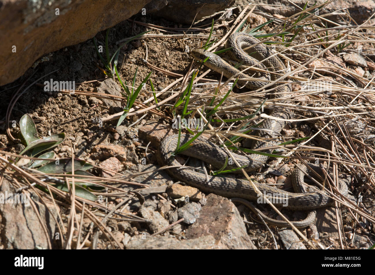 Un vagare Gartersnake (Thamnophis elegans vagrans) crogiolarsi al di fuori del suo inverno den in Jefferson county, Colorado, Stati Uniti d'America. Foto Stock