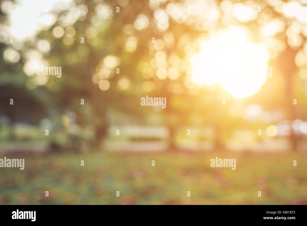 Sfondo sfocato : Verde astratto della natura di sfocatura di luce solare con bokeh e lens flare effetto per lo sfondo Foto Stock