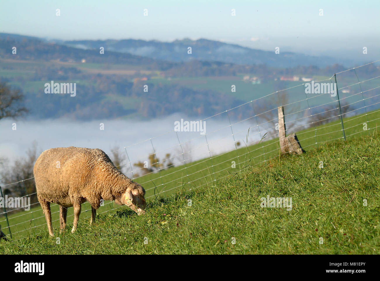 Pecore nebbia 19 Foto Stock