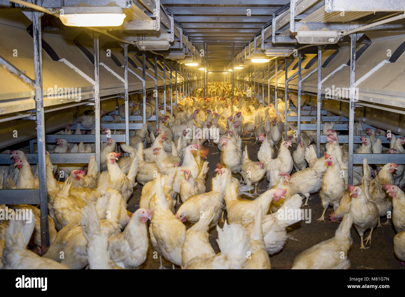White galline ovaiole 3 Foto Stock